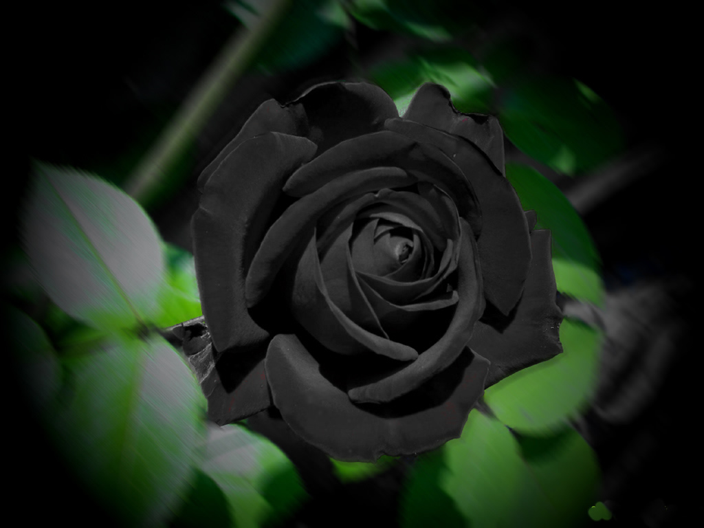 widescreen black rose wallpapers