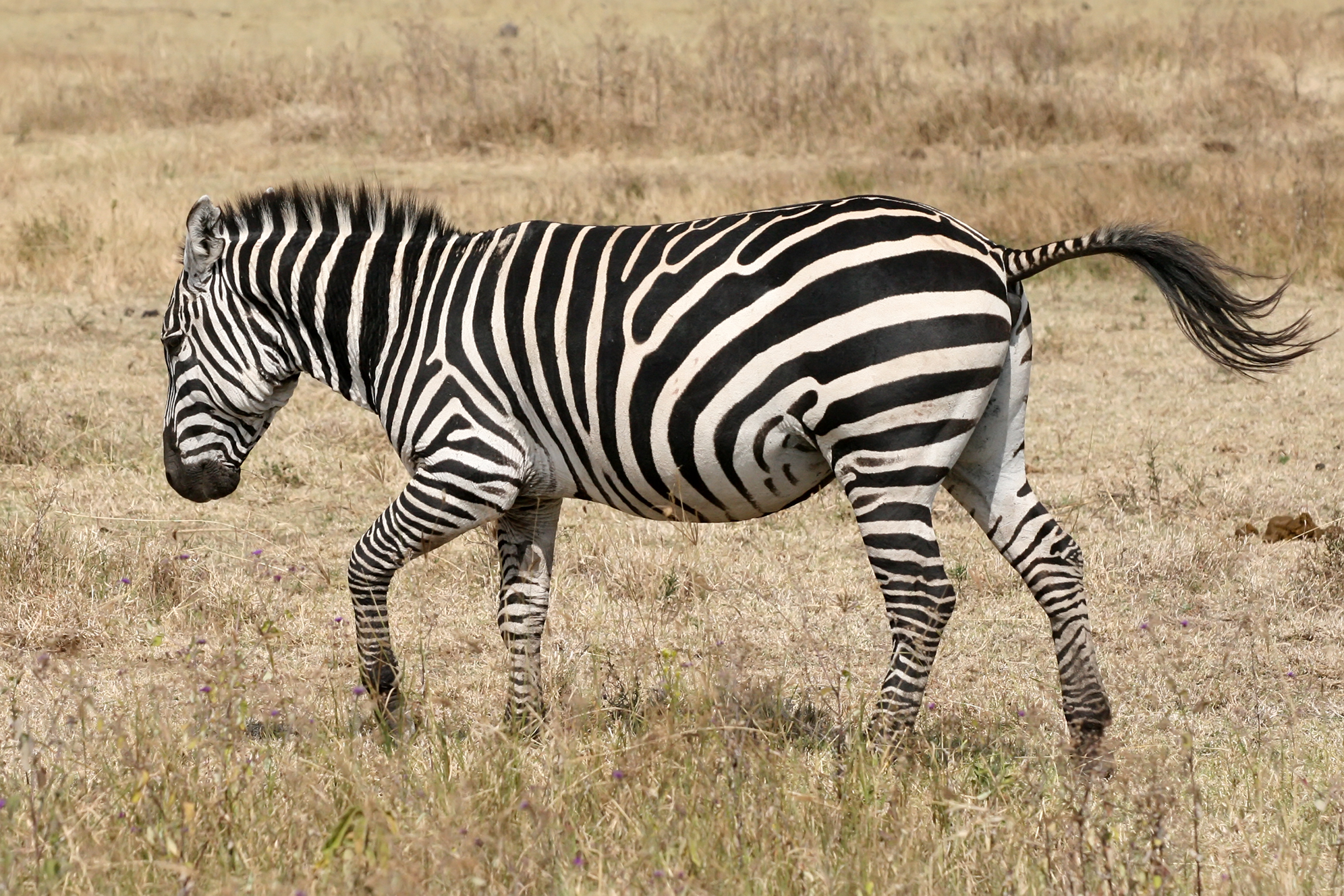 zebra running pictures