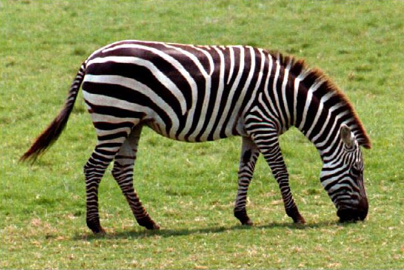beautiful zebra pictures