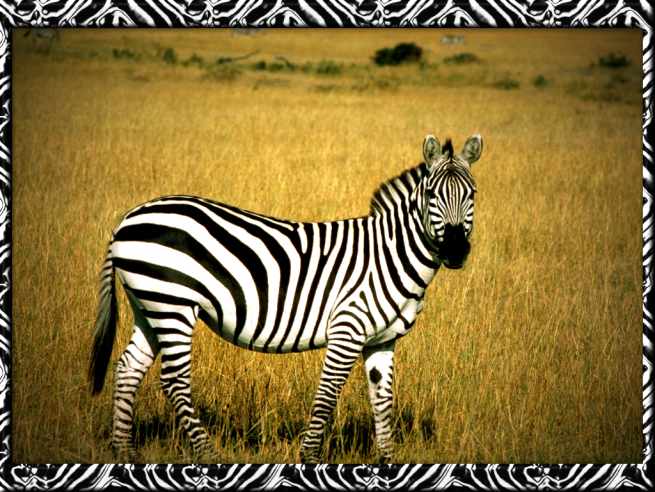 yellow field zebra pictures