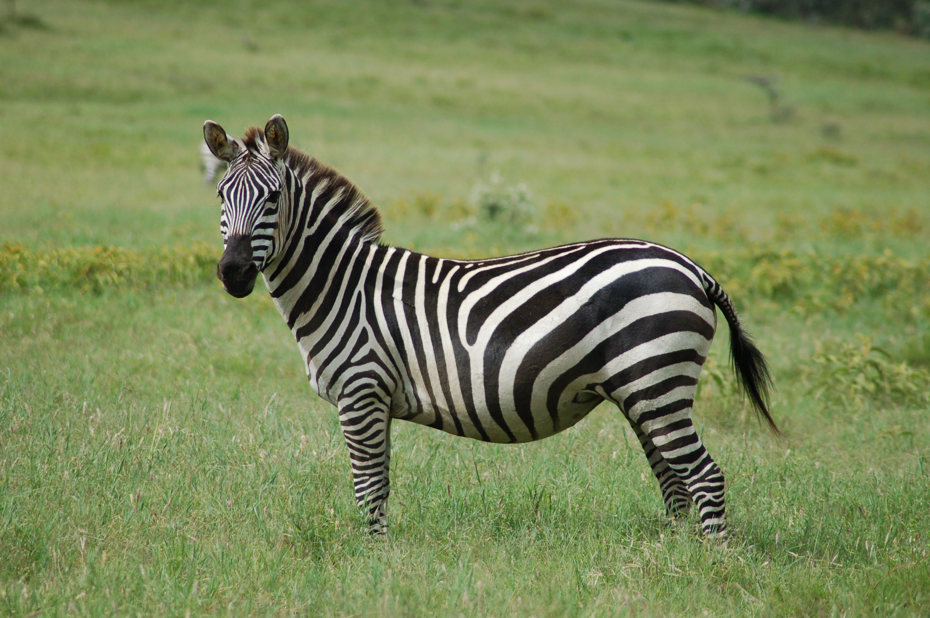 equus zebra pictures image