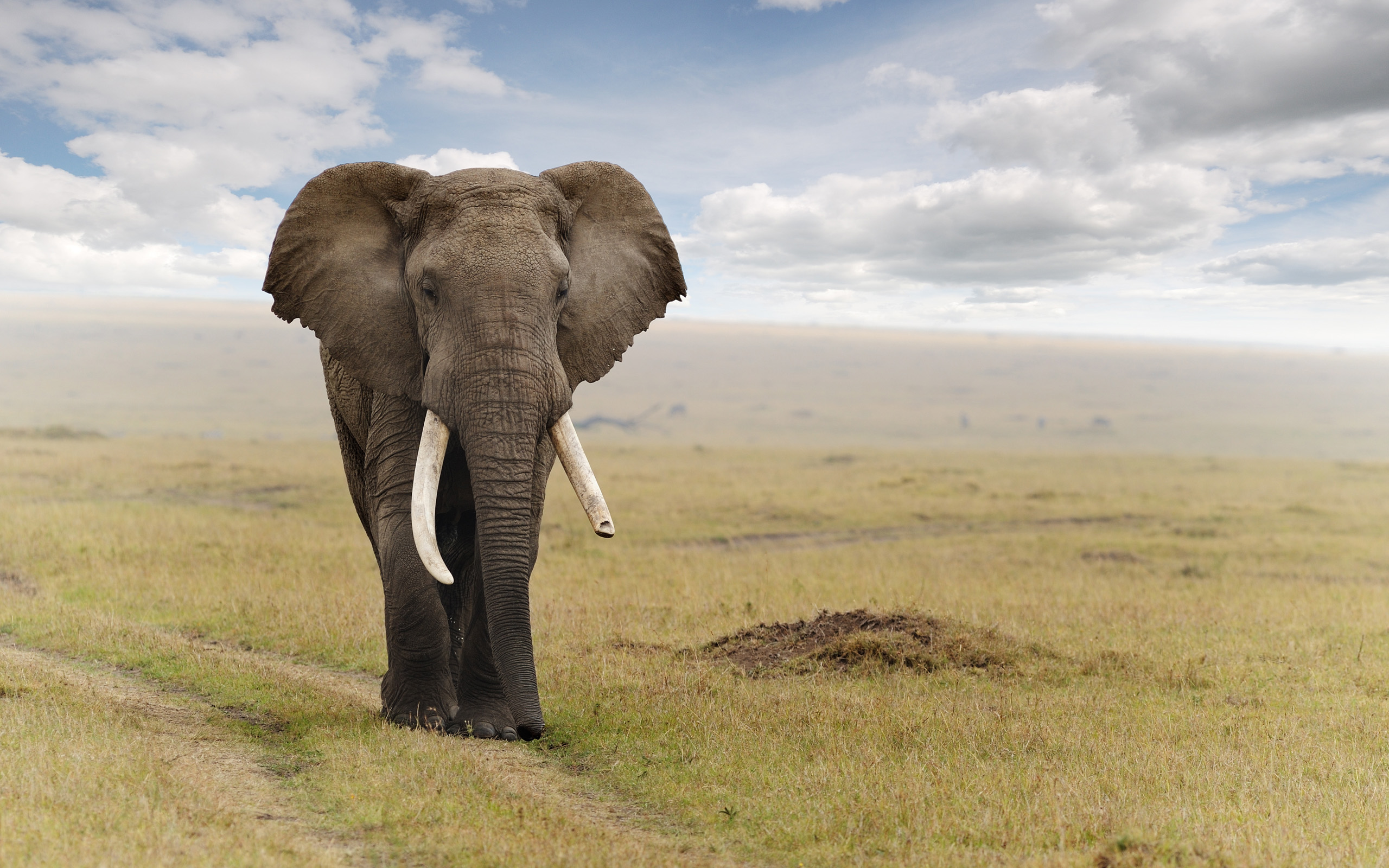 cloudy weather elephant wallpapers