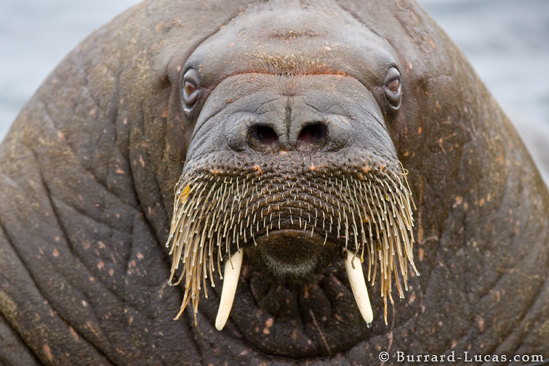 face walrus photos image