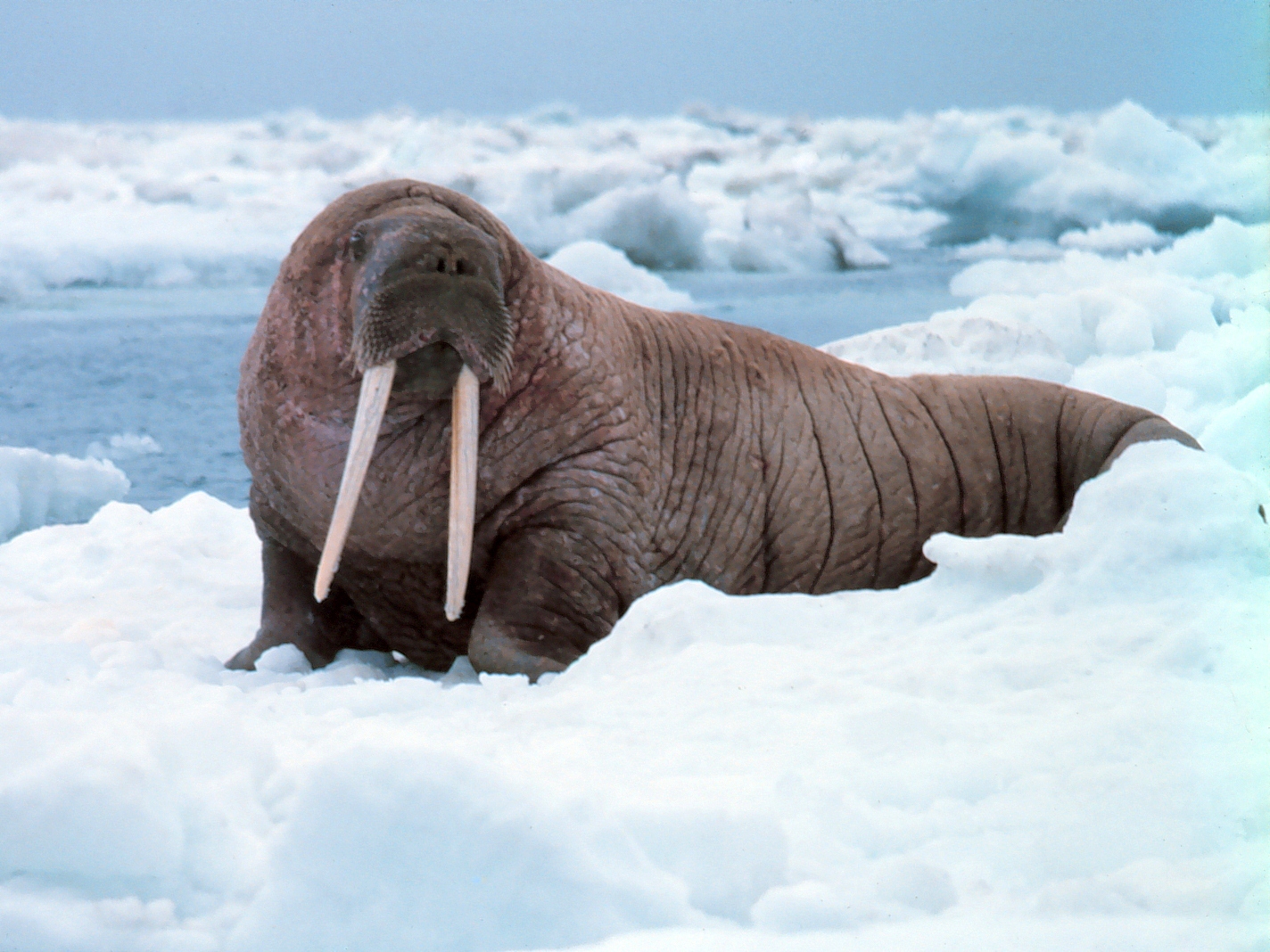 great walrus photos image