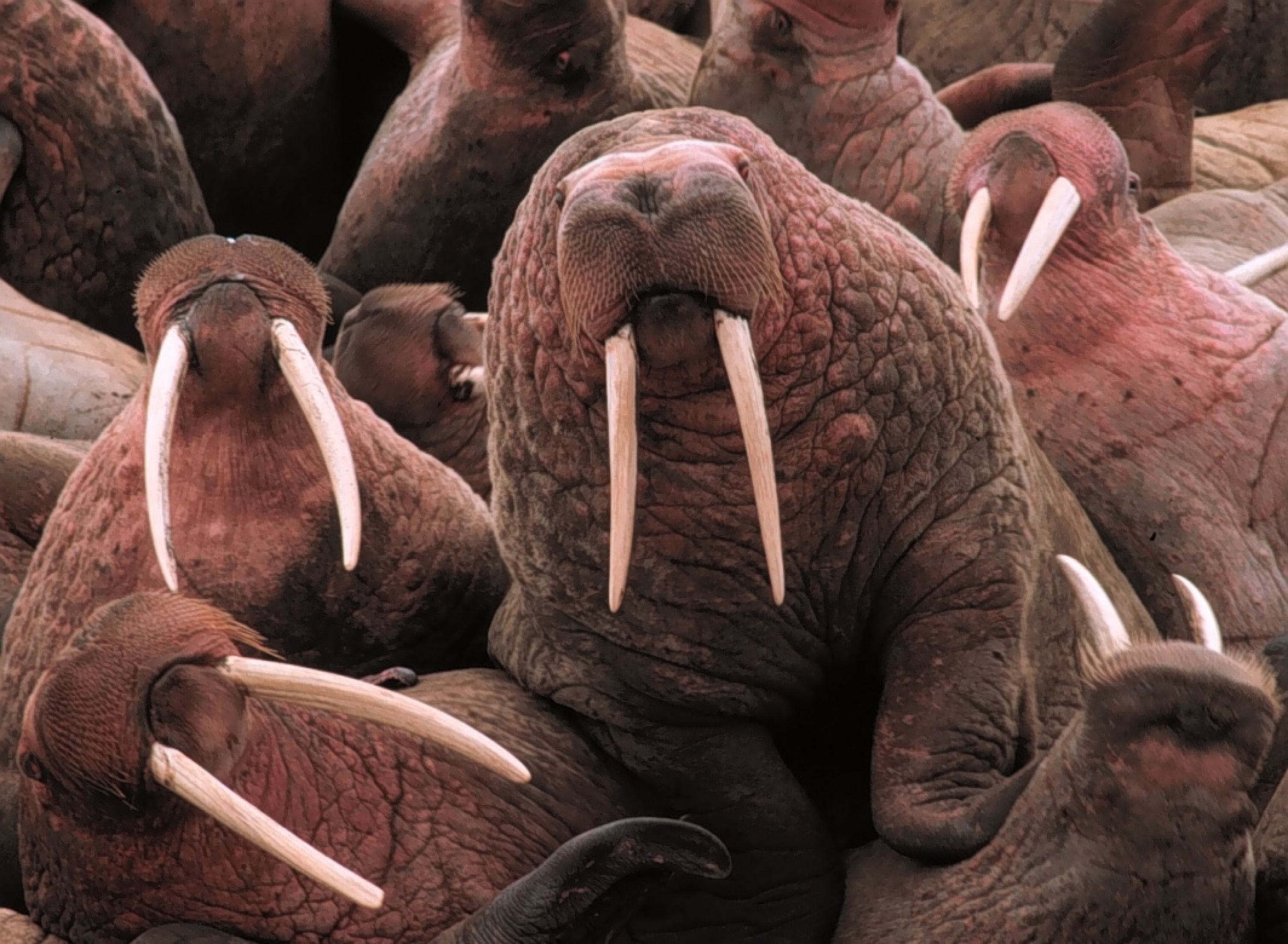 horrible walrus photos image