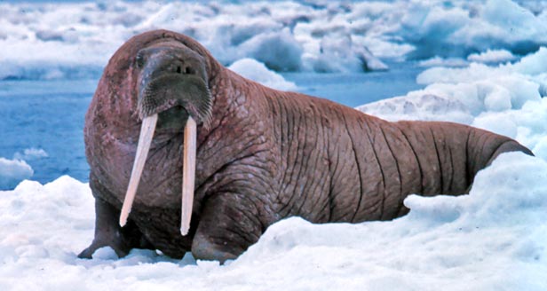 interesting fact walrus photos
