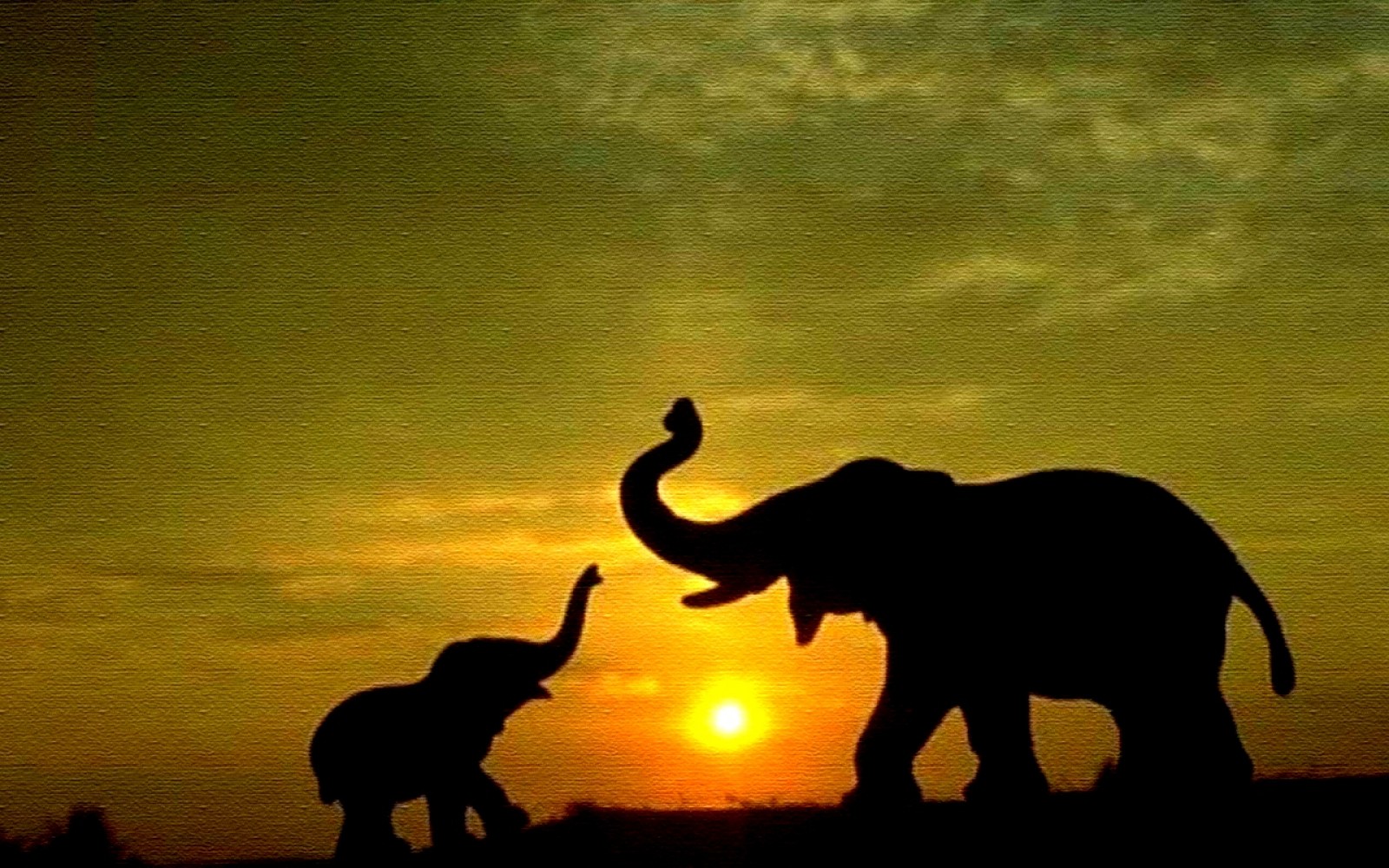 sundown elephant wallpapers image
