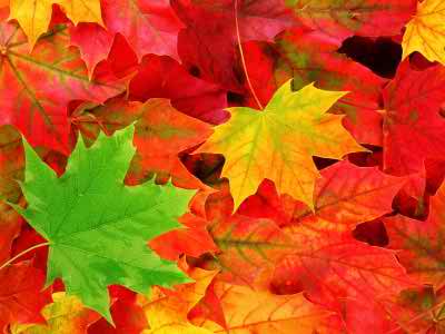 classic autumn leaves wallpapers