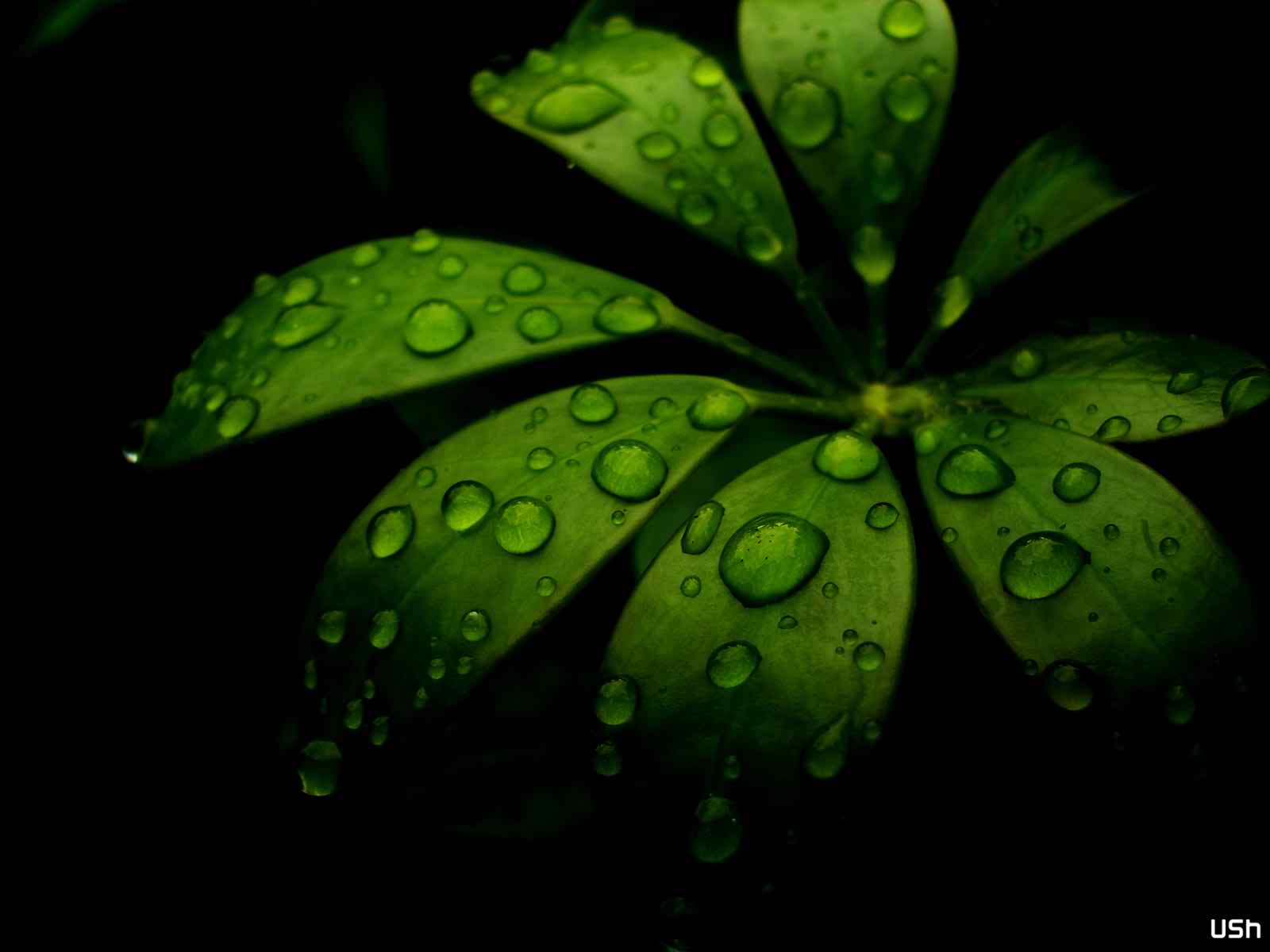 green leaves wallpapers image