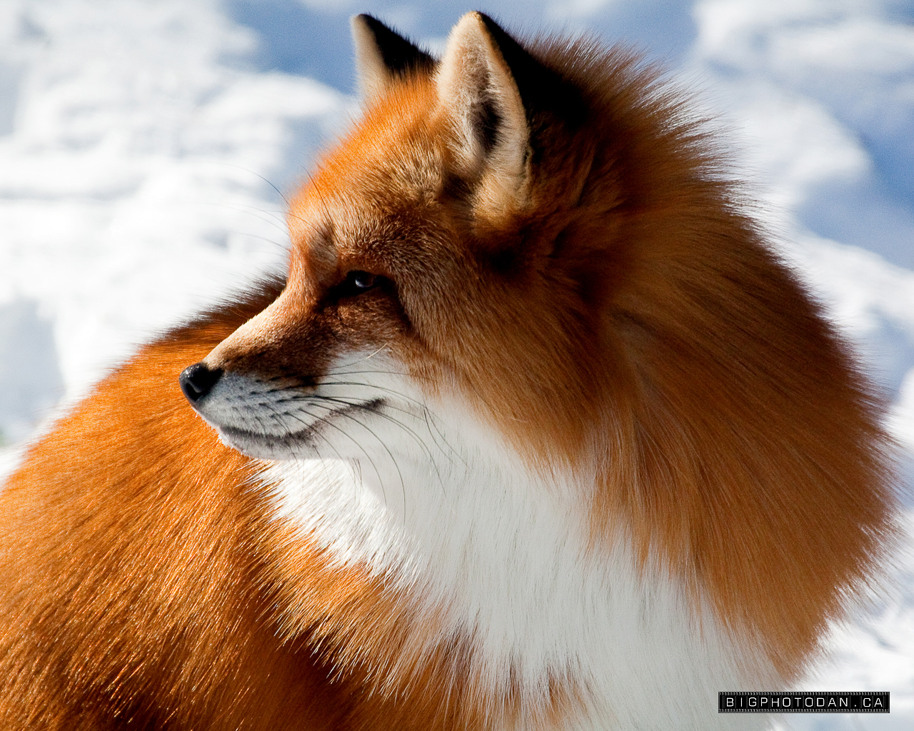 side pose red fox wallpapers