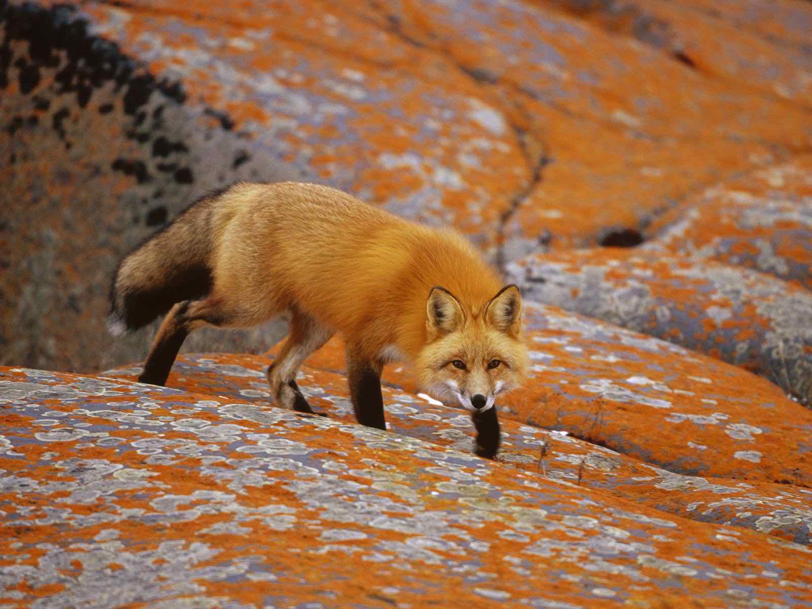 amazing red fox wallpapers