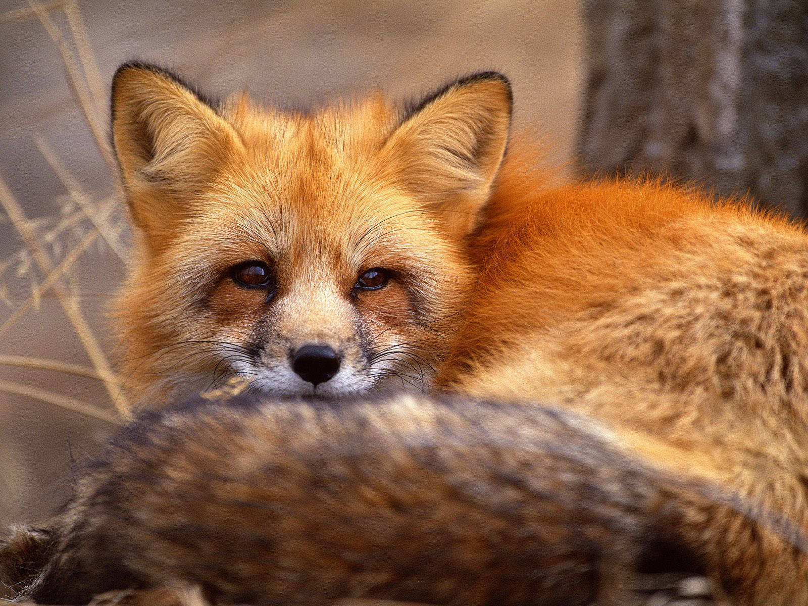 cute red fox wallpapers