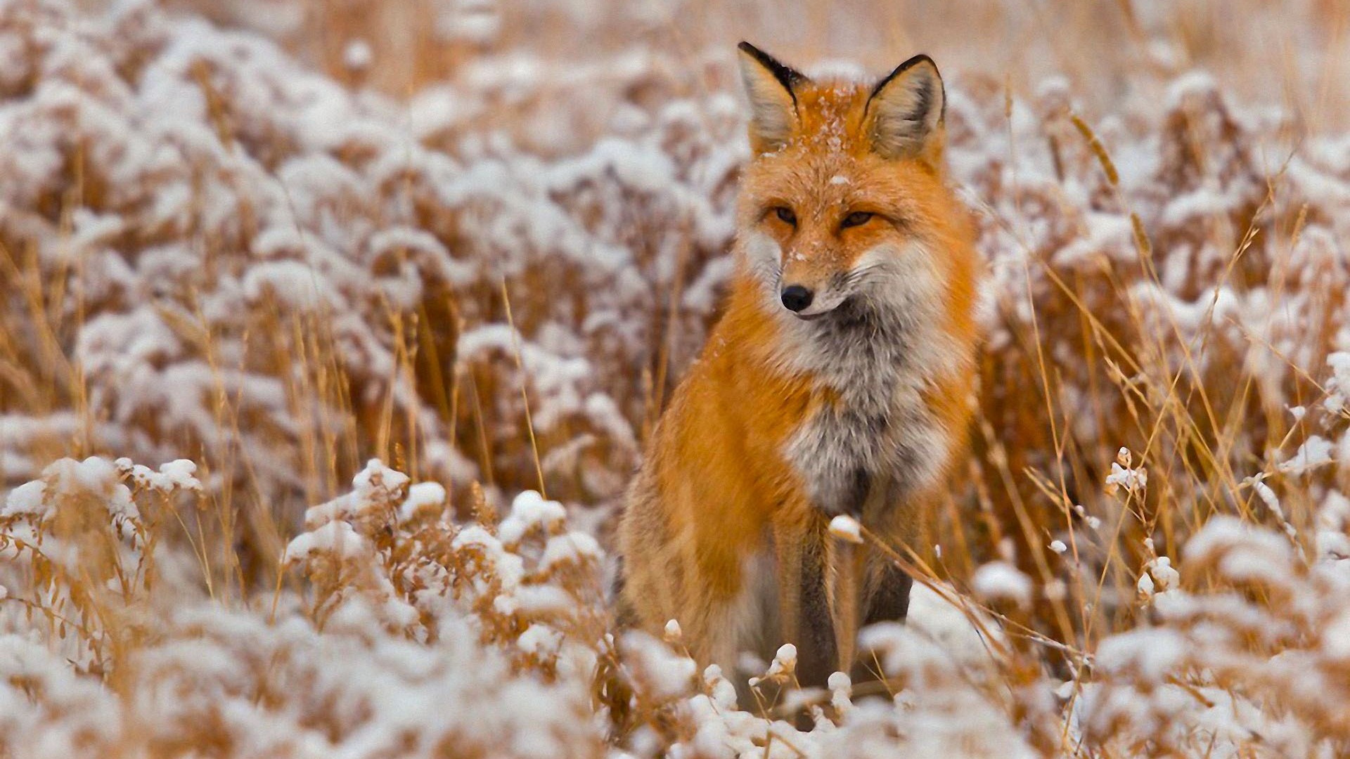 free red fox wallpapers image