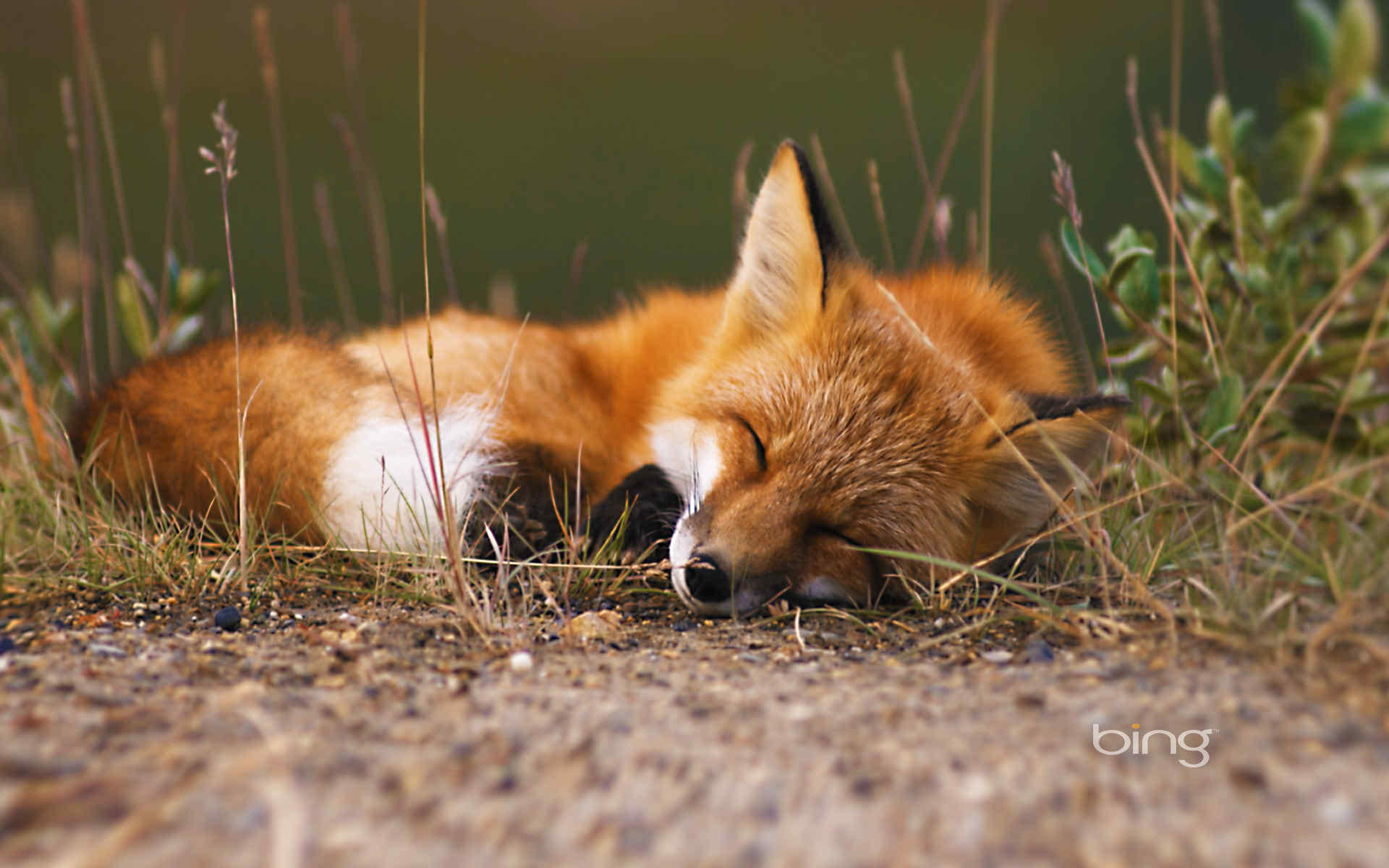 awesome red fox wallpapers image