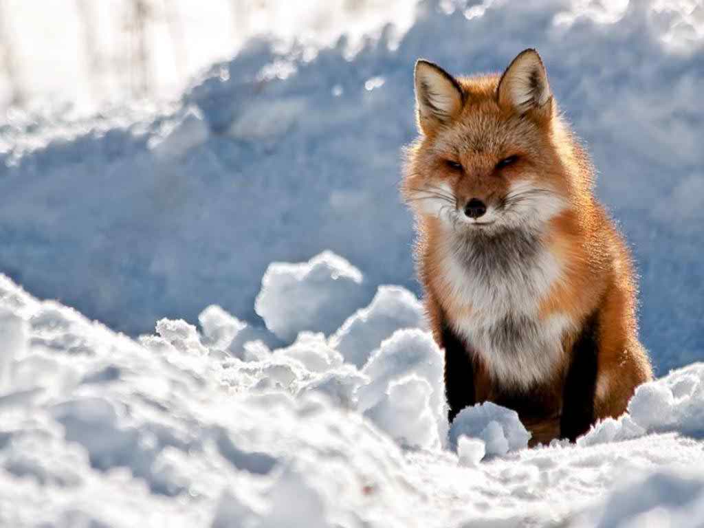 natural red fox wallpapers image
