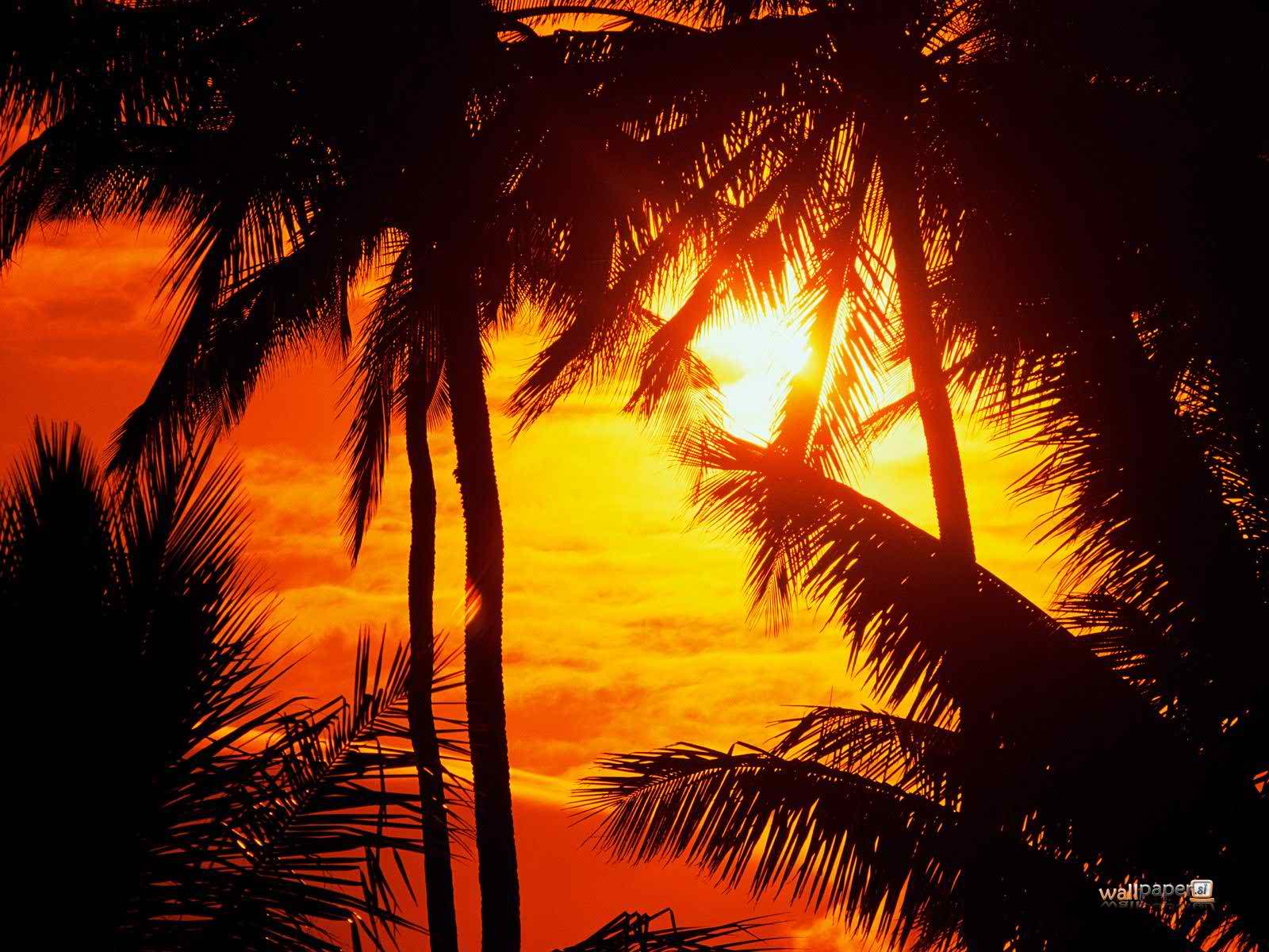paradise hawaii beach sunset wallpaper