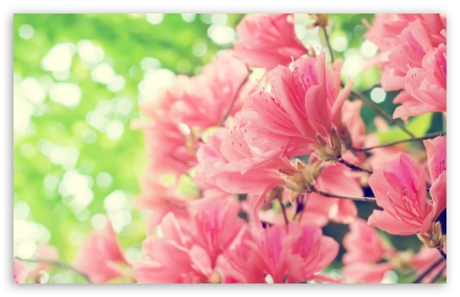 landscape spring flowers wallpaper image