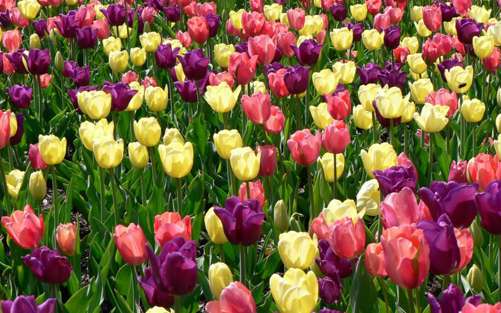 colorful spring flowers wallpaper image