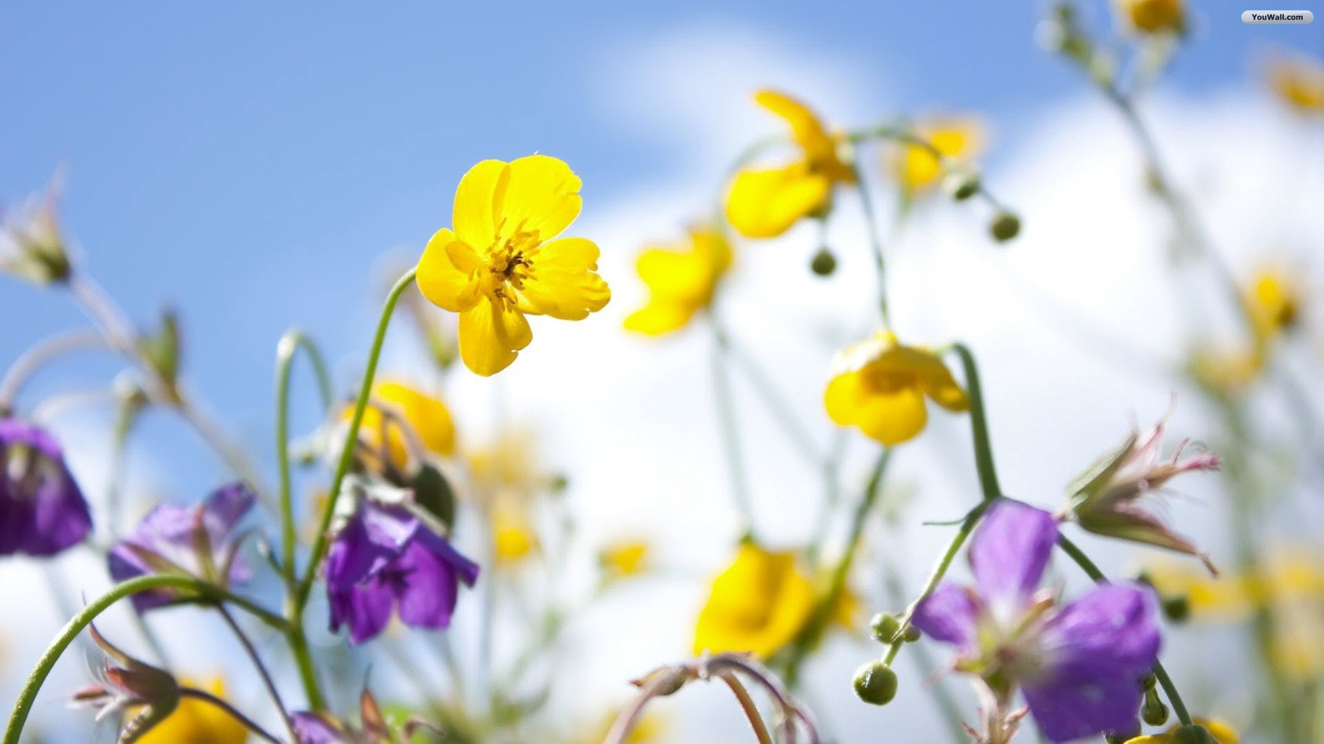 yellow spring flowers wallpaper image