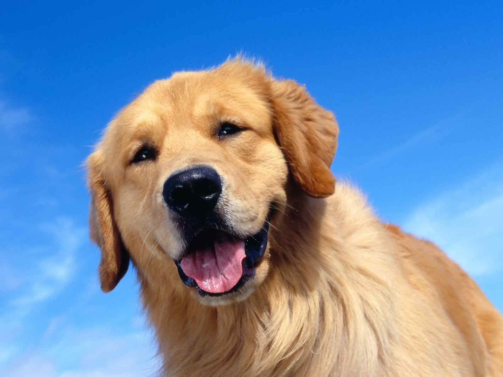 cute golden retriever wallpapers