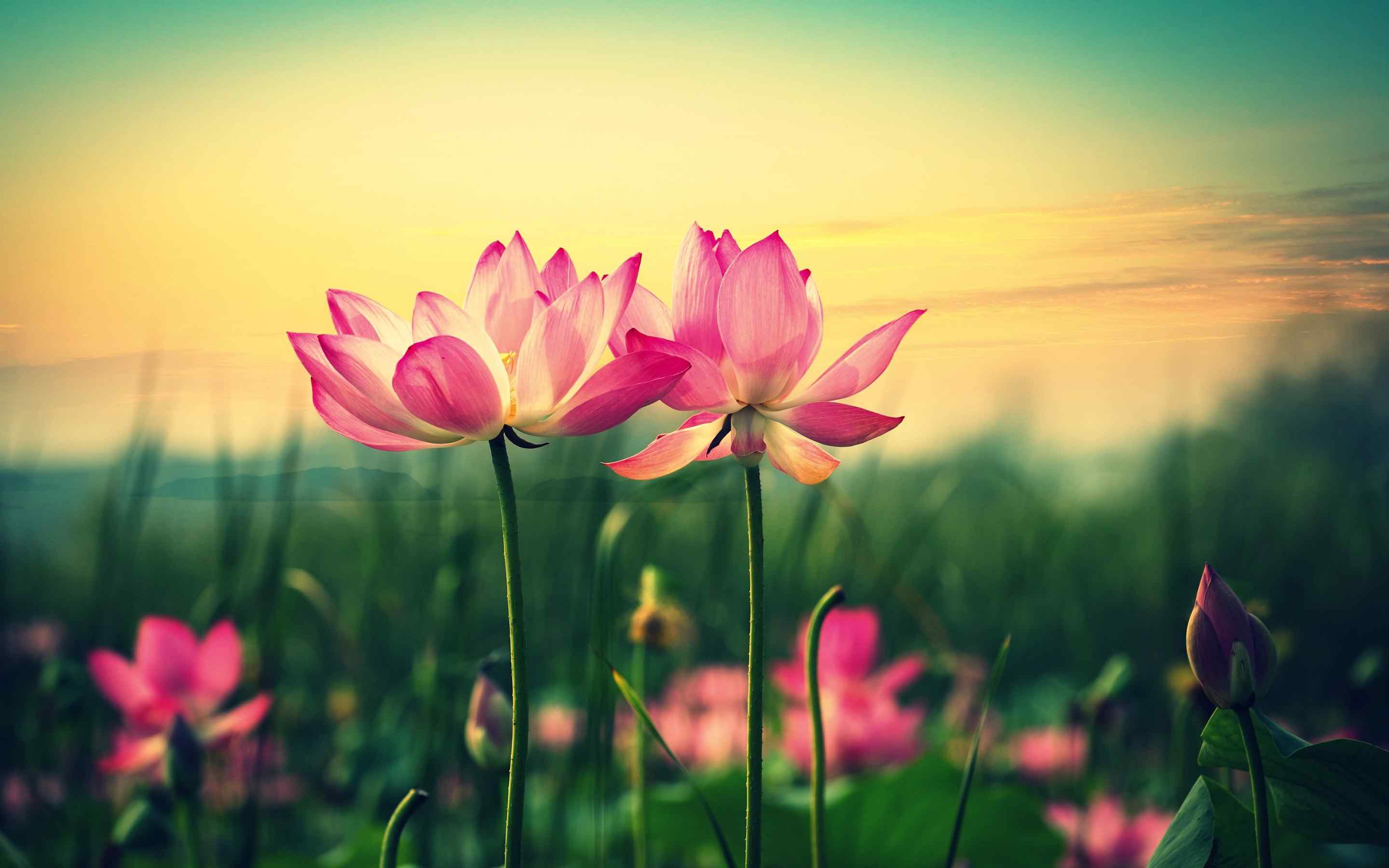 colorful background pink lotus wallpapers