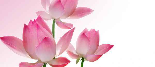 beautiful pink lotus wallpapers image