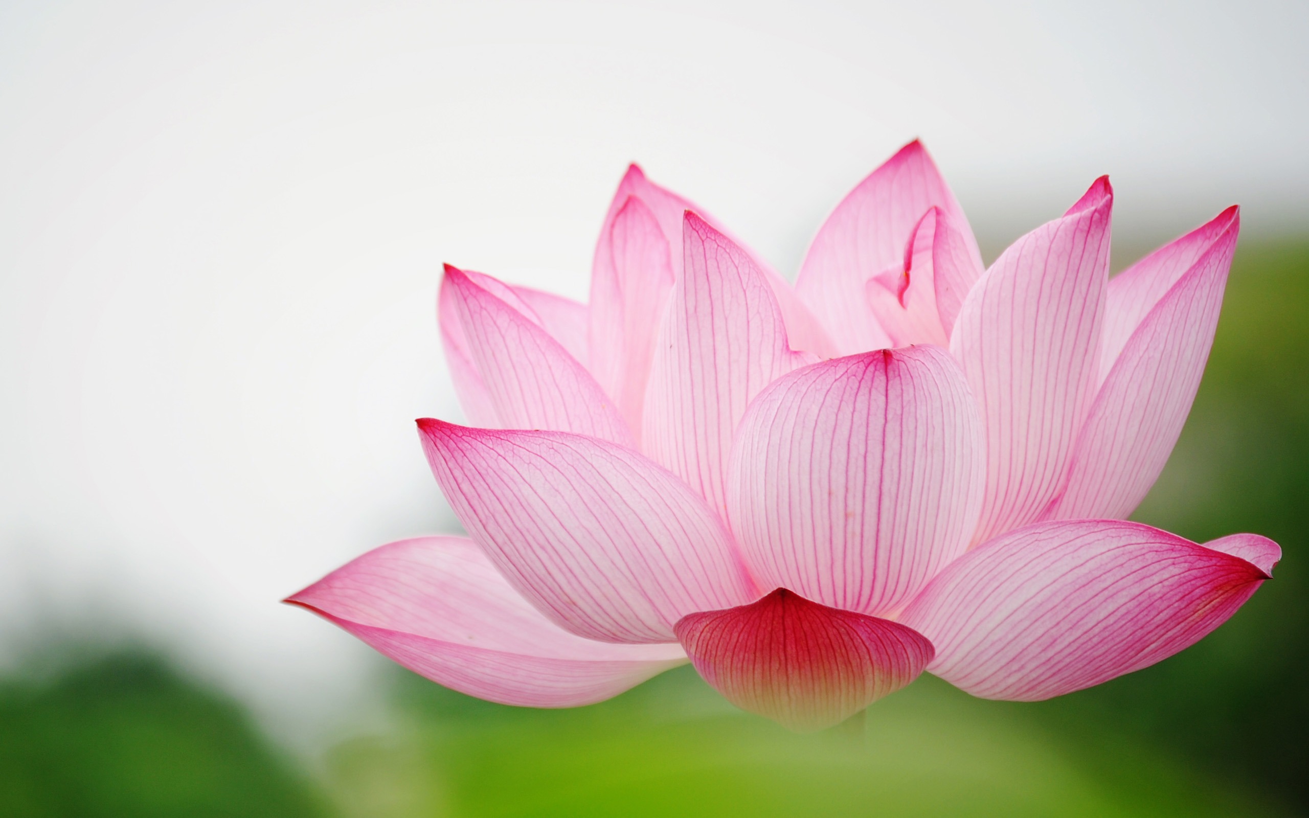 earth pink lotus wallpapers image