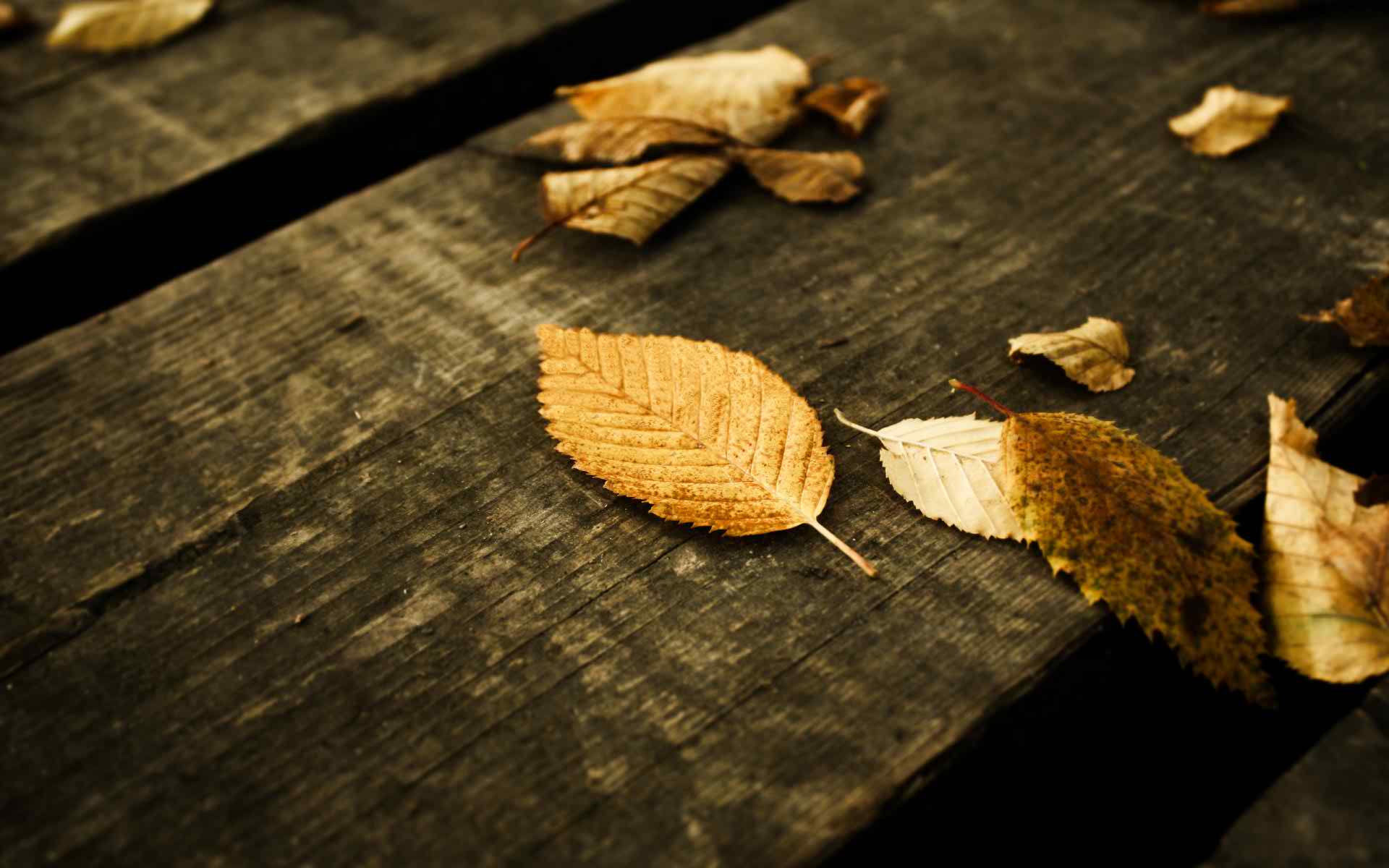 yellow leafs widescreen wallpapers