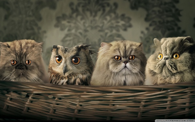 three owl wallpapers image