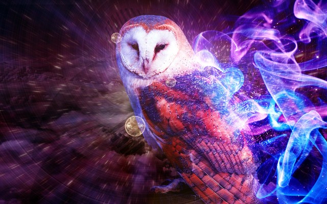 purple background owl wallpapers