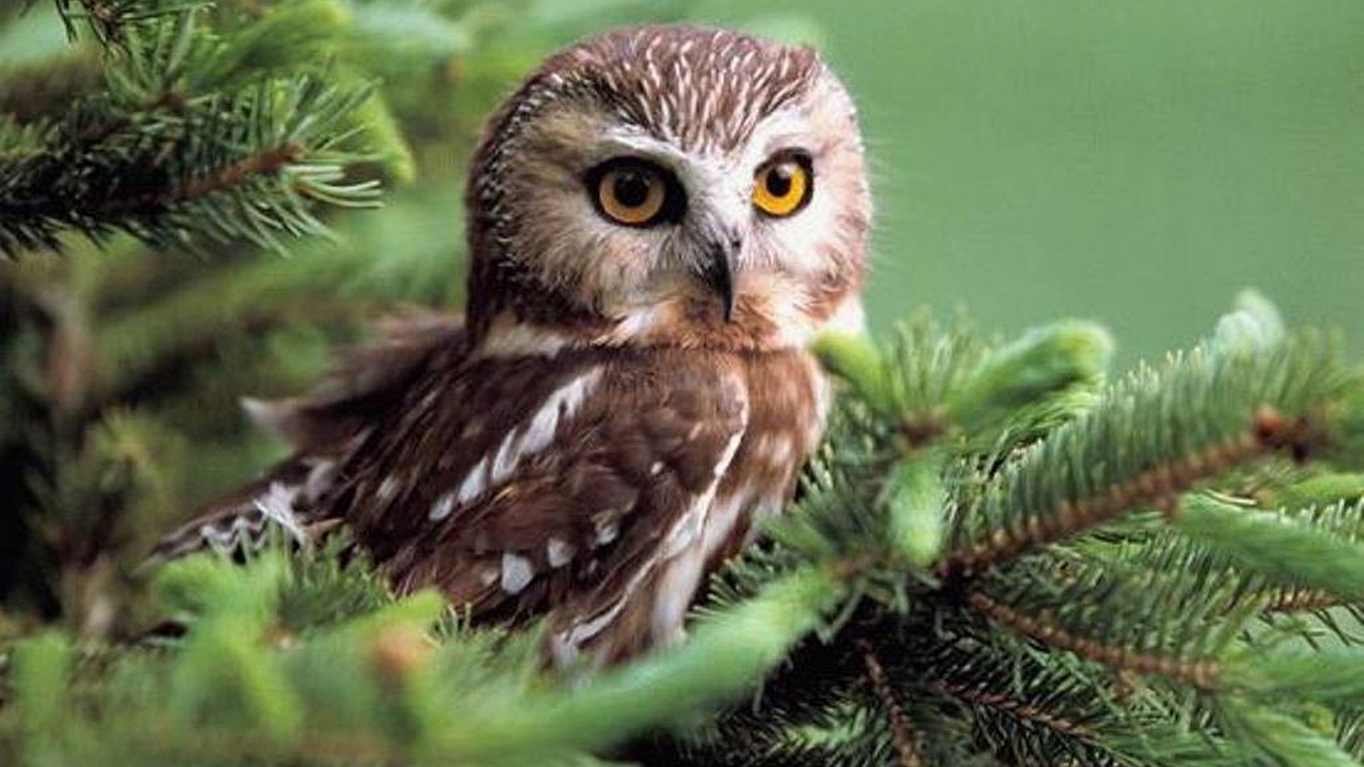 lovely owl wallpapers image