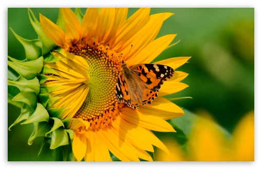 butterfly on sunflower wallpapers image