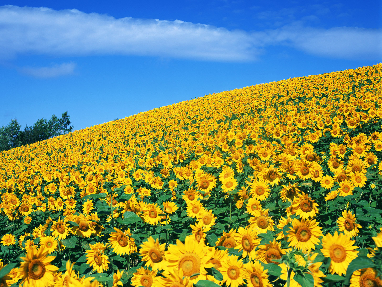 lovely sunflower wallpapers image