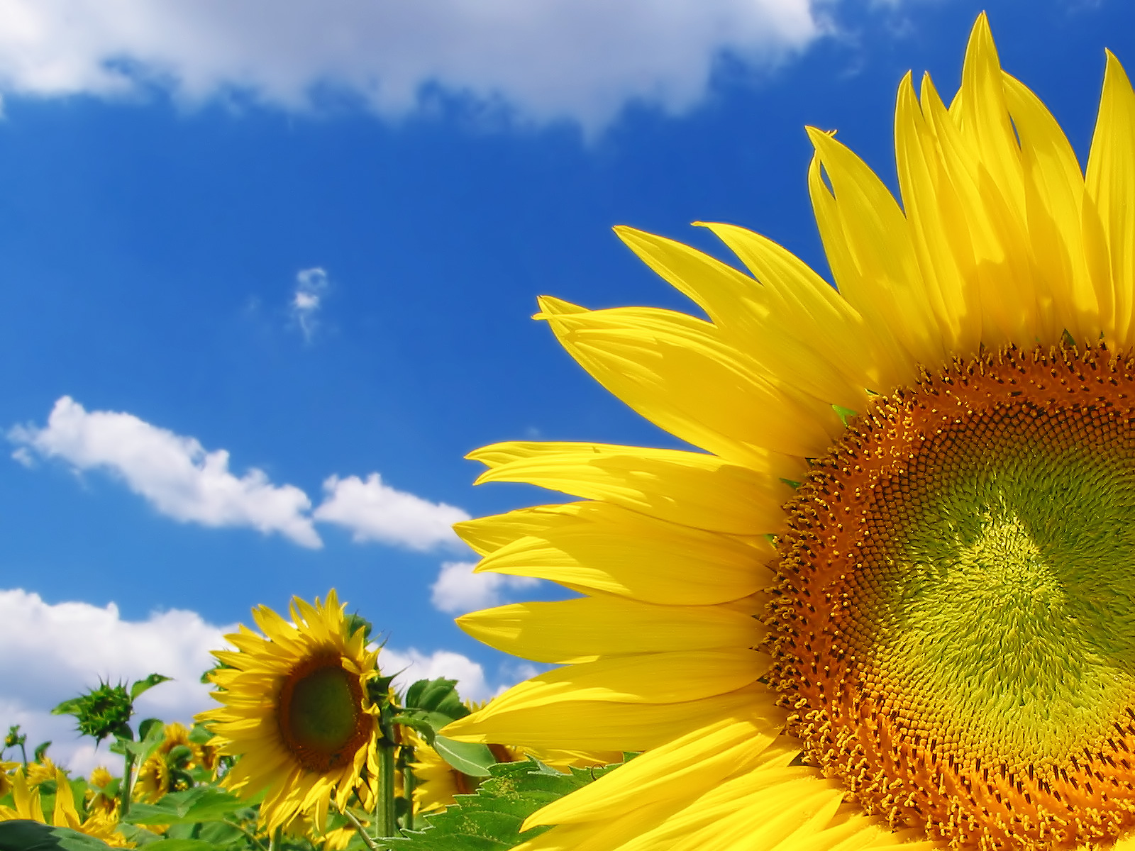 natural sunflower wallpapers image