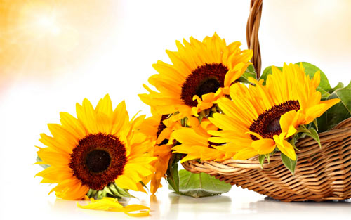 thirty sunflower wallpapers image