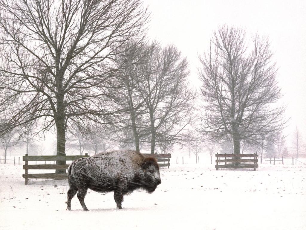 snowfall buffalo wallpaper image