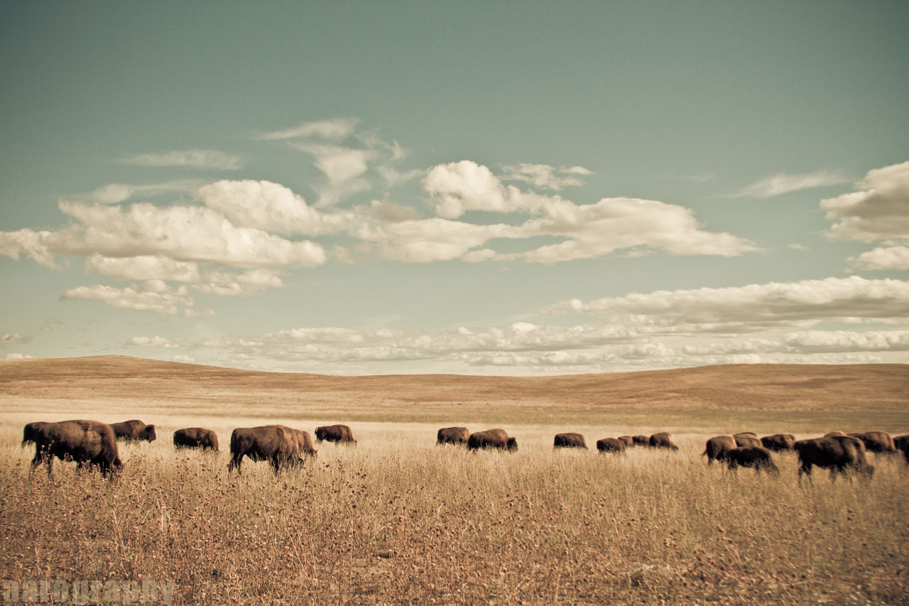 beautiful buffalo wallpaper image