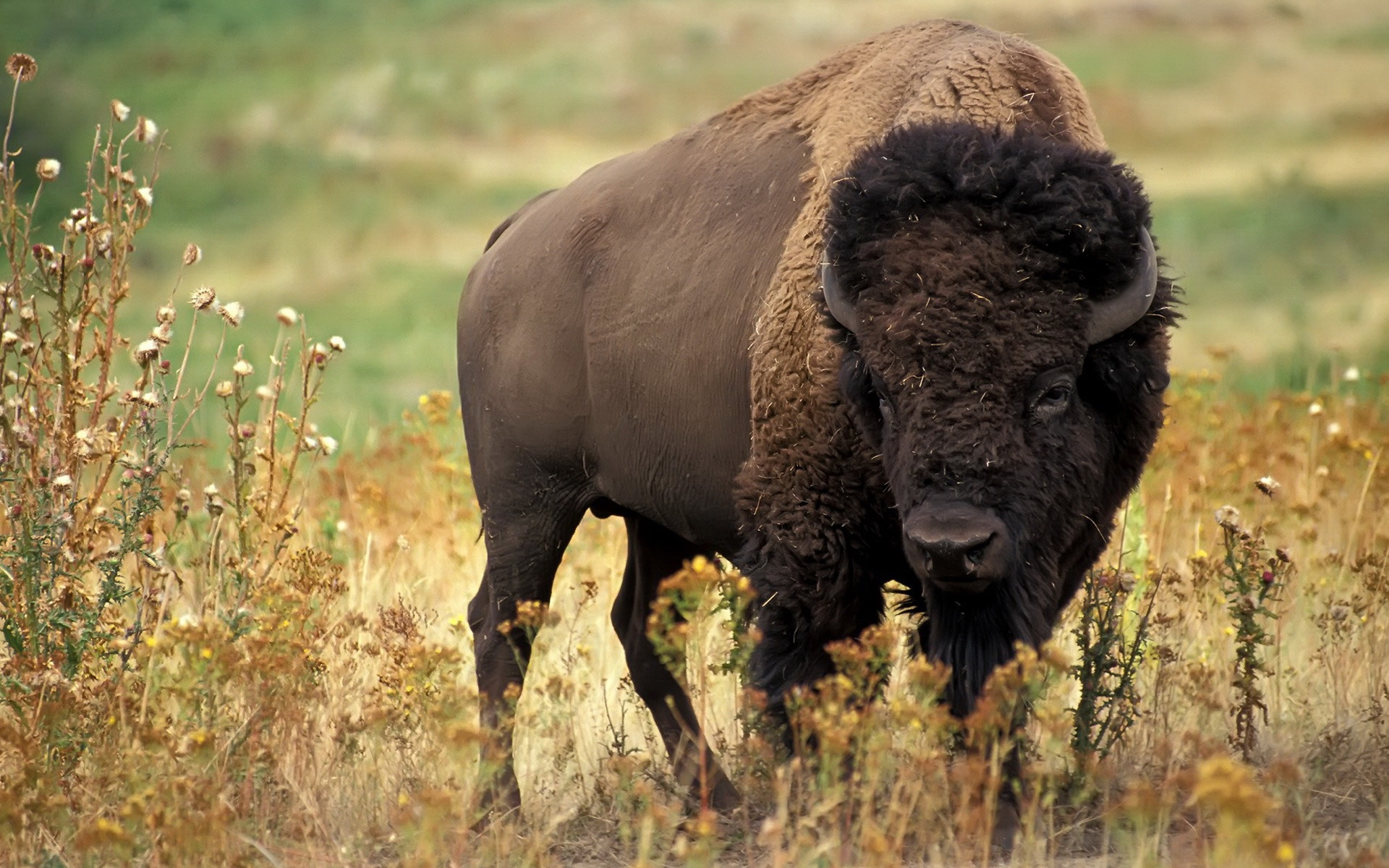 brown buffalo wallpaper image