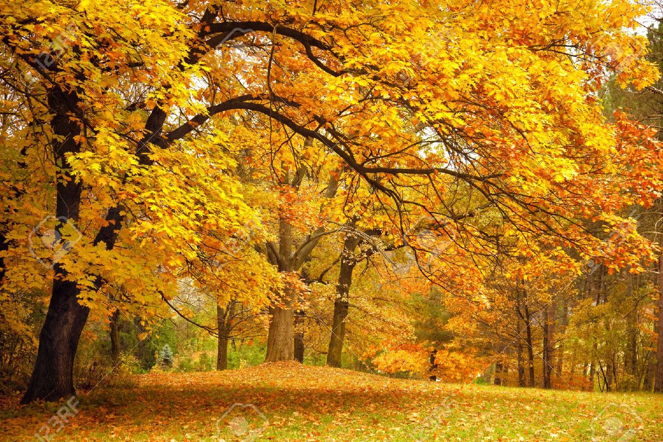 autumn gold tree in a park stock photo