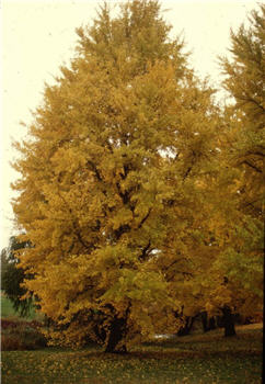ginkgo gold autumn trees pc
