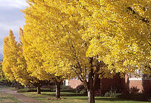 ginkgo biloba gold autumn trees