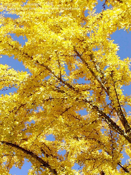 paradise gold autumn trees