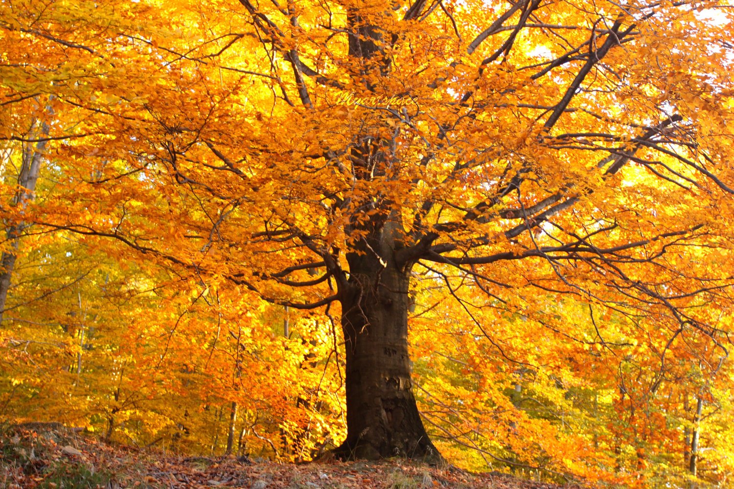 widescreen gold autumn trees