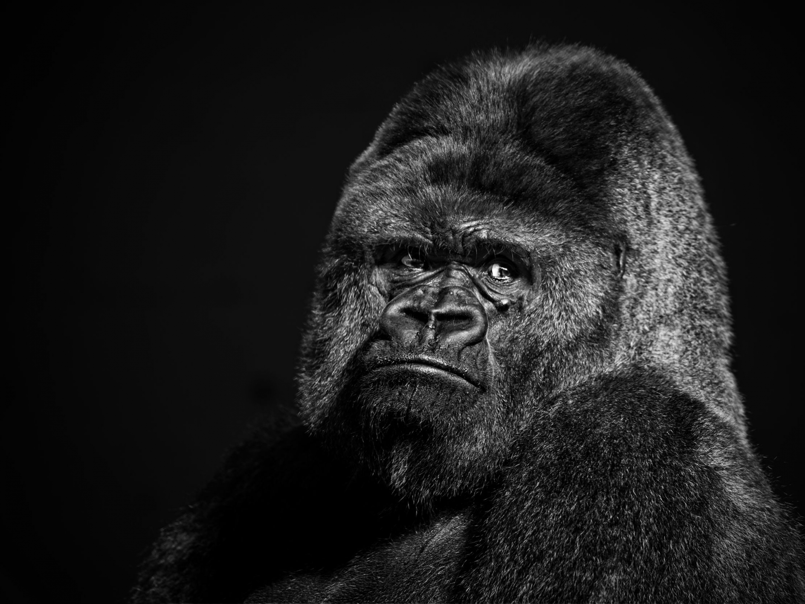 most downloaded gorilla wallpapers