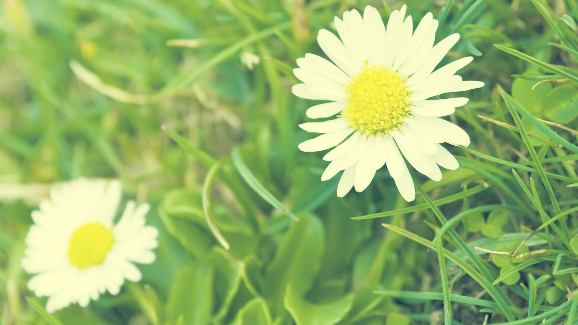 green background daisy wallpapers