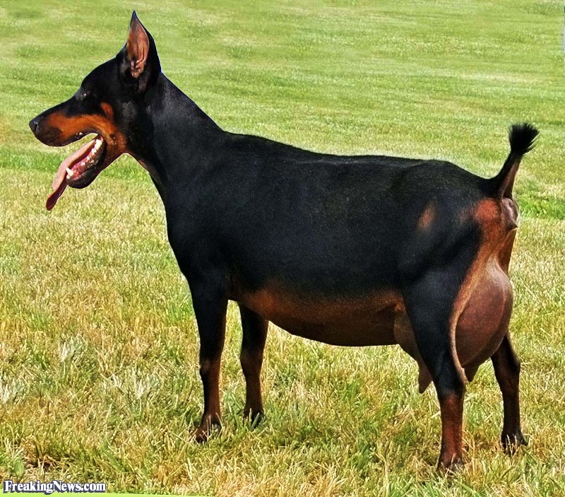 doberman goat pictures