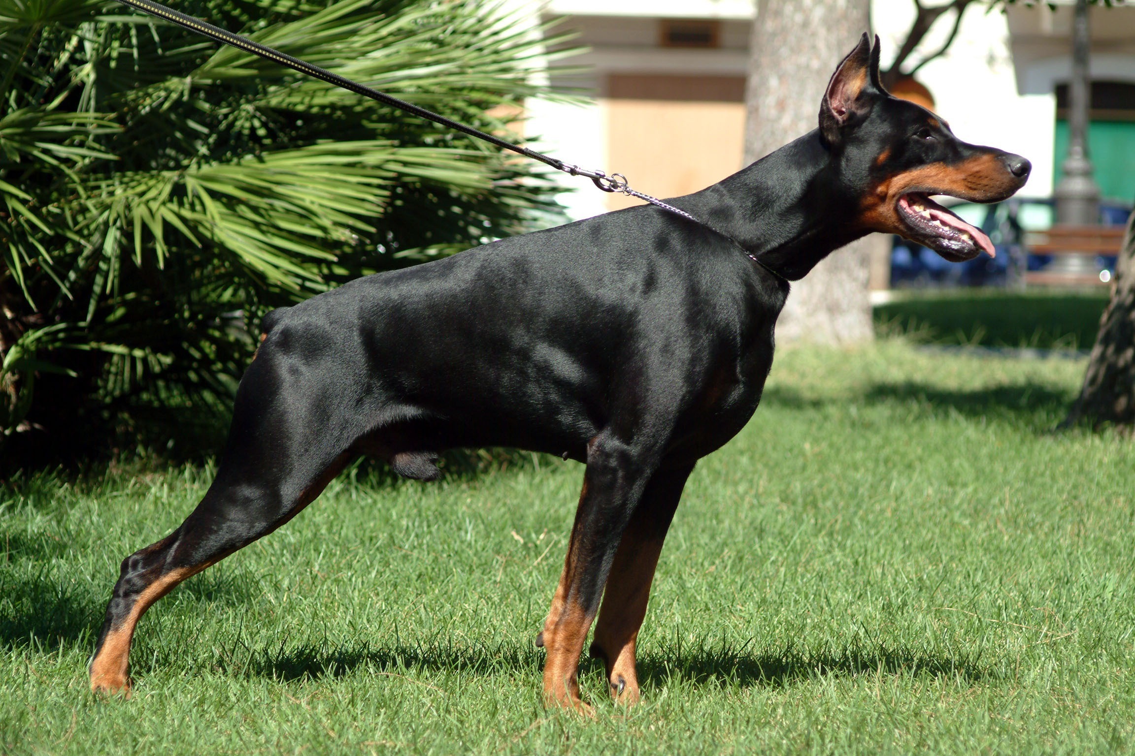 high resolution doberman pictures