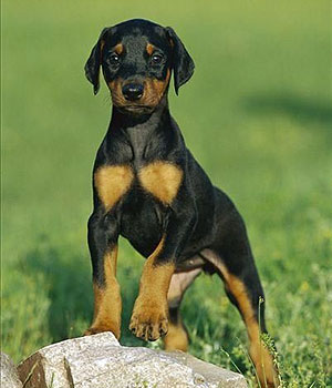 small doberman pictures