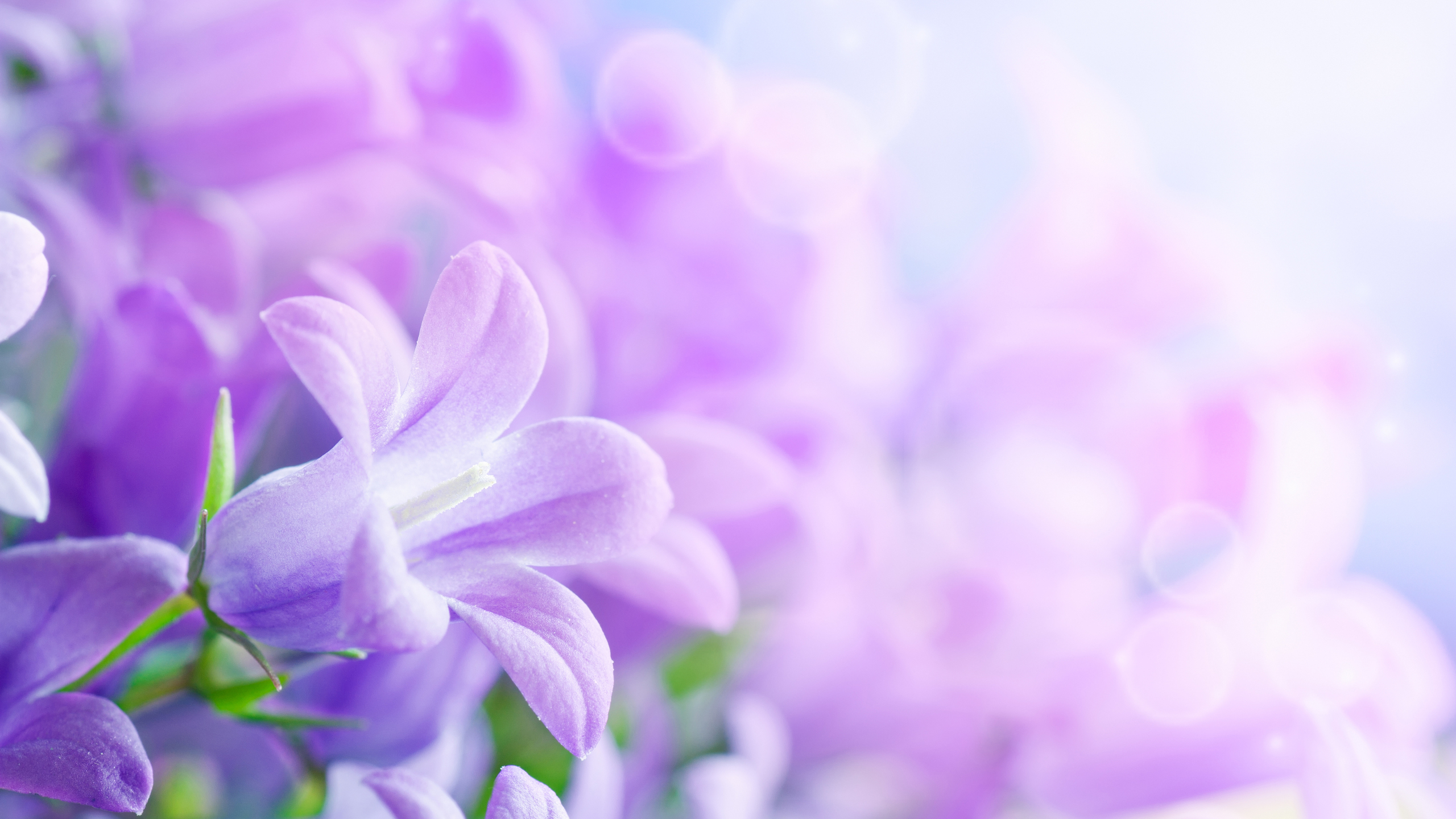 hd lilies violet wallpaper free