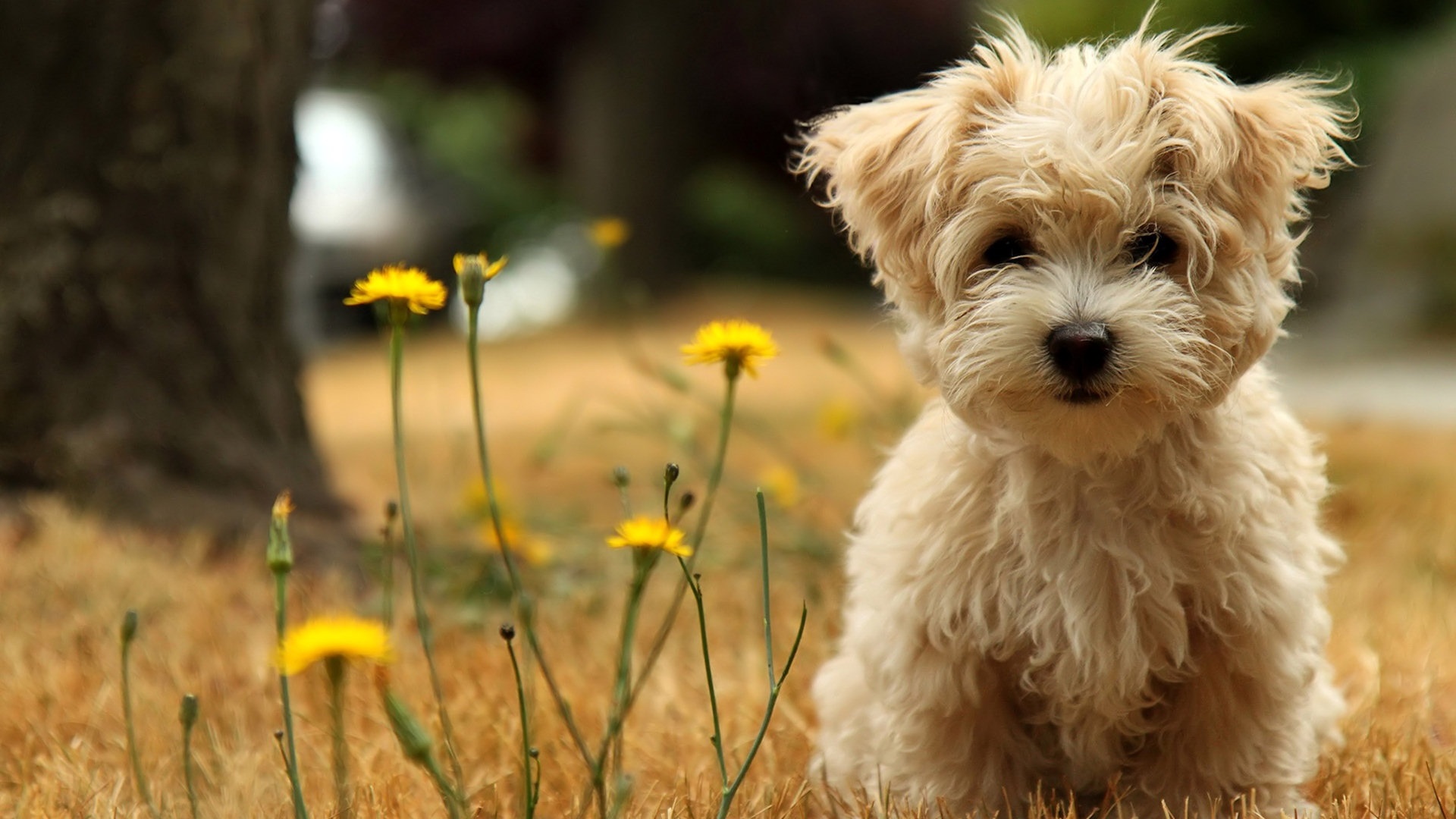 field in dog wallpapers